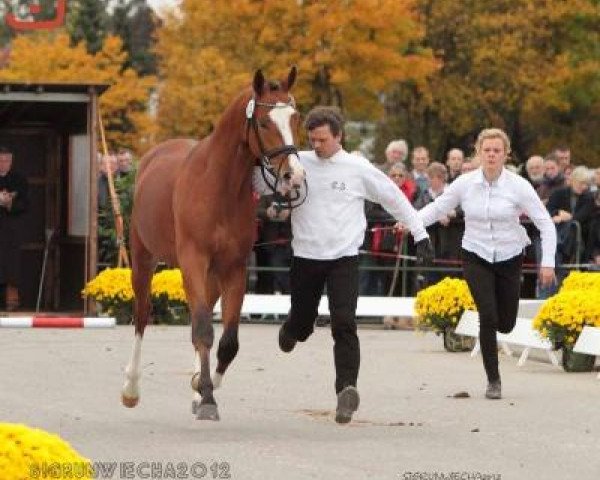 dressage horse Klimke (Trakehner, 2010, from Goldschmidt)