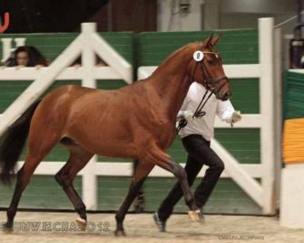 horse Ohio (Trakehner, 2010, from Caprimond)