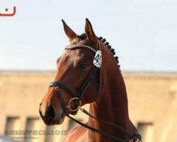 dressage horse Mountbatten (Trakehner, 2010, from Syriano)