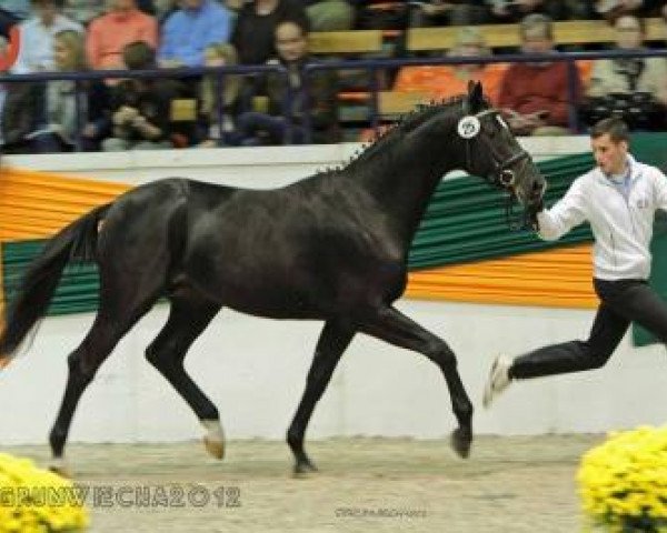 dressage horse Paso doble Go (Trakehner, 2010, from Insterburg TSF)