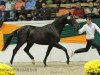 Dressurpferd Paso doble Go (Trakehner, 2010, von Insterburg TSF)