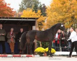 jumper Rosetto (Trakehner, 2010, from Meraldik)