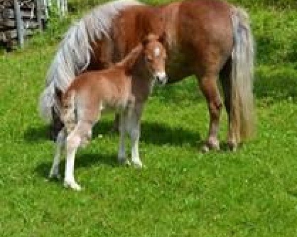 Pferd Zeholfings Gustl (Shetland Pony, 2013, von Georg)