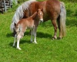 horse Zeholfings Gustl (Shetland Pony, 2013, from Georg)