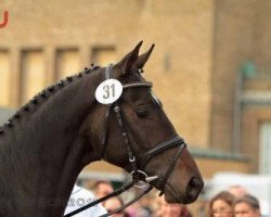 dressage horse Intrepid (Trakehner, 2010, from Le Rouge 7)