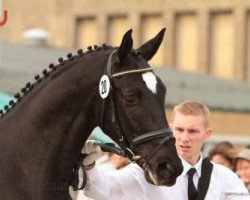 dressage horse Kasano (Trakehner, 2010, from Imperio 3)