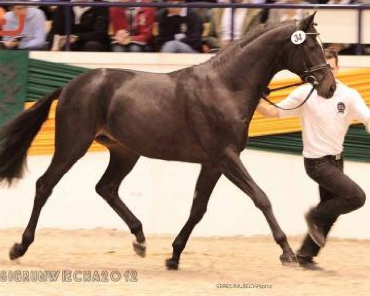 dressage horse Kathan (Trakehner, 2010, from Monteverdi)