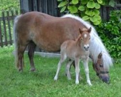 Zuchtstute Aubergine (Shetland Pony, 2007, von Mylord)