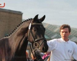 dressage horse Golden Motion (Trakehner, 2010, from Singolo)