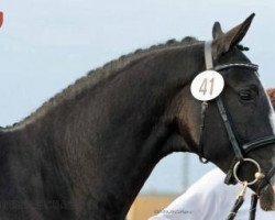 stallion Géricault (Trakehner, 2010, from Shavalou)