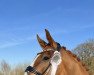 dressage horse Figardo (Westphalian, 2018, from Fürst Wilhelm)