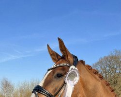 dressage horse Figardo (Westphalian, 2018, from Fürst Wilhelm)