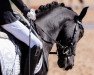 dressage horse Happy Boy 27 (Pony without race description, 2007)