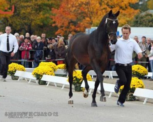 Springpferd Indy (Trakehner, 2010, von Cadeau)