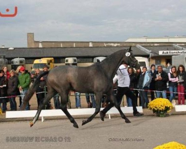 horse Fabitus (Trakehner, 2010, from Impetus)