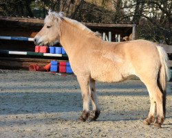 broodmare Lysan S (Fjord Horse, 2013, from Tornhøjs Canut)