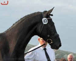 dressage horse Estorial (Trakehner, 2010, from Songline)