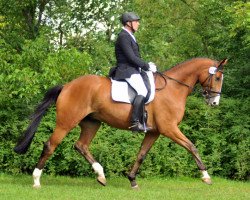 dressage horse Tolkien 6 (Trakehner, 2008, from Axis TSF)