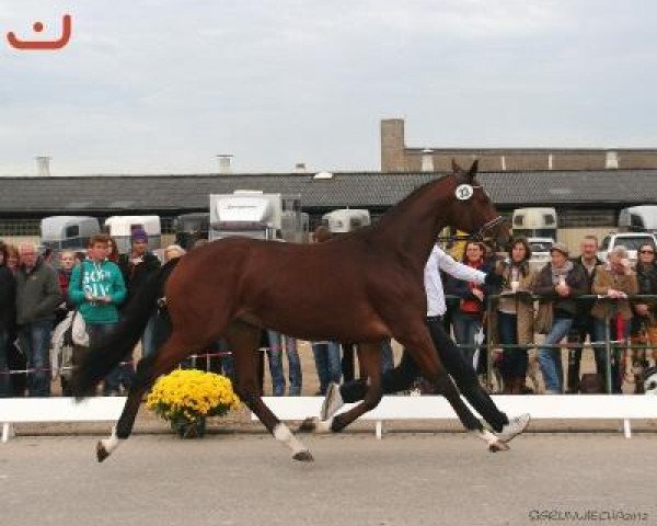 Deckhengst Carlsberg (Trakehner, 2010, von Imperio 3)