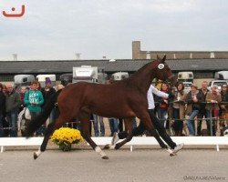 Deckhengst Carlsberg (Trakehner, 2010, von Imperio 3)