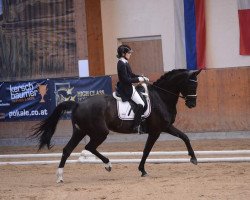 dressage horse Welpere (Austrian Warmblood, 2011, from Ampère)