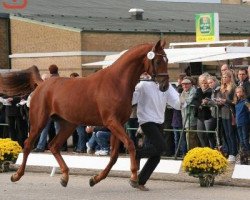 Deckhengst Sarkander (Trakehner, 2010, von Iskander)