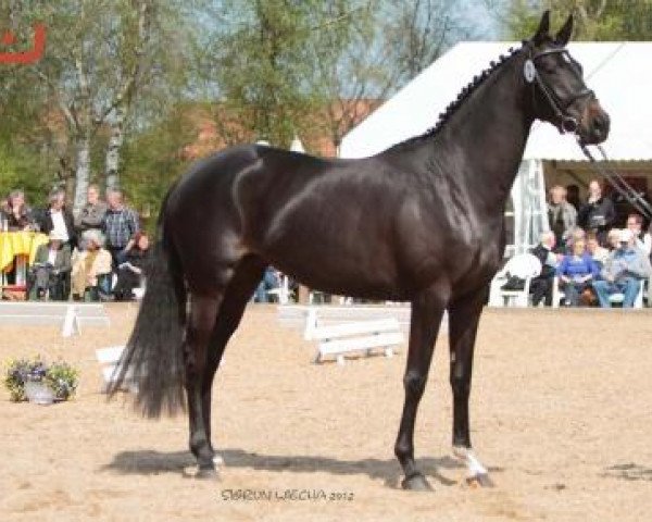 Pferd Kornett (Trakehner, 2009, von Lauries Crusador xx)