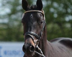 Zuchtstute Sumatra 37 (Trakehner, 2009, von Cousteau)