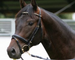 dressage horse Kytaro (Trakehner, 2009, from Glenn Grant)