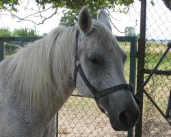 Pferd Ateyyah ox (Vollblutaraber, 1991, von Zyrius ox)