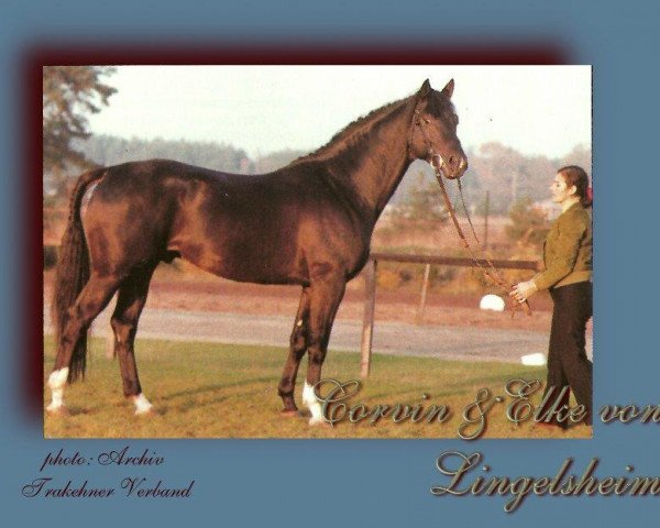stallion Corvin (Trakehner, 1974, from Schwaermer)