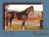 stallion Corvin (Trakehner, 1974, from Schwaermer)