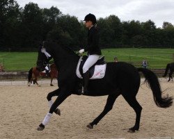 dressage horse Der Showdown (Oldenburg, 2005, from Don Schufro)