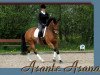 dressage horse Asante Sana (Trakehner, 2005, from Axis TSF)