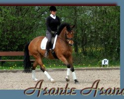 dressage horse Asante Sana (Trakehner, 2005, from Axis TSF)