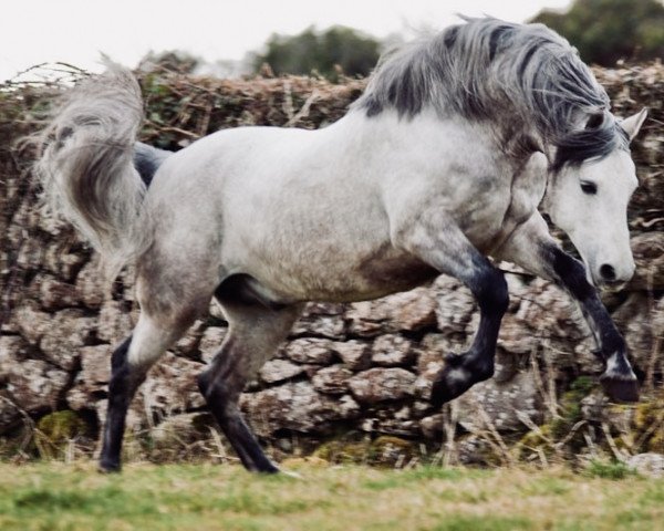 Deckhengst Kirrin malachi (Connemara-Pony, 2002, von Coral Dun)