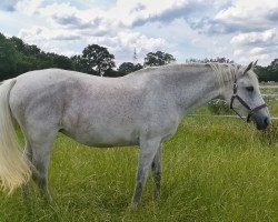 broodmare Lorettchen (Holsteiner, 1996, from Bachus)