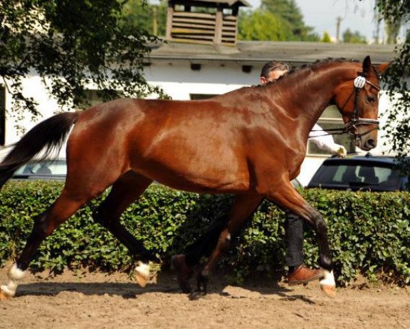 Zuchtstute Time for Twist (Trakehner, 2013, von Oliver Twist)