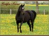 broodmare Graefin Irina (Trakehner, 1993, from Herzzauber)