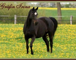 broodmare Graefin Irina (Trakehner, 1993, from Herzzauber)