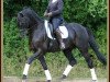 dressage horse Krönungsheld (Trakehner, 2007, from Hibiskus)