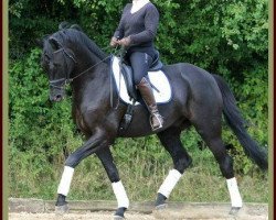 dressage horse Krönungsheld (Trakehner, 2007, from Hibiskus)