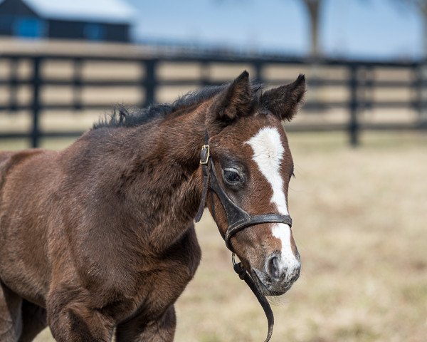 horse Stute von Tapit xx (Thoroughbred, 2022, from Tapit xx)