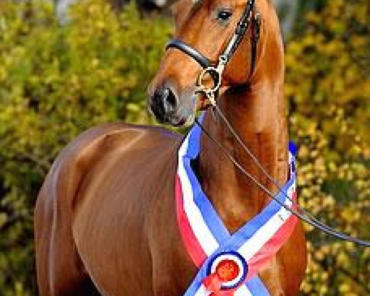 jumper Catch It Ask 167 FIN (Holsteiner, 2007, from Casall Ask)
