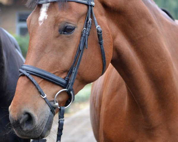 horse Calendula 5 (German Warmblood, 2003, from Calimbo)