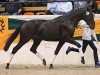 eventing horse Avatar (Trakehner, 2010, from Ajbek)