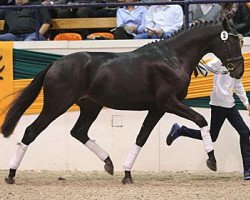 eventing horse Avatar (Trakehner, 2010, from Ajbek)