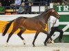 stallion Herbstklang (Trakehner, 2007, from Kasimir TSF)