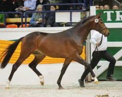 Deckhengst Herbstklang (Trakehner, 2007, von Kasimir TSF)