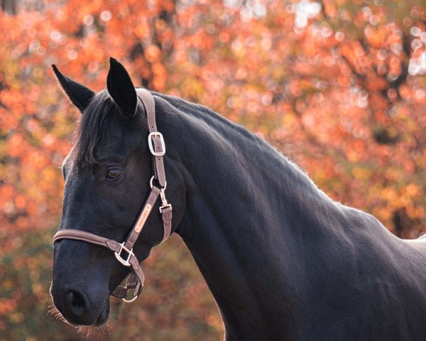 dressage horse Diana 1187 (Hanoverian, 2018, from Da Costa)
